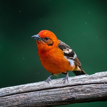 Dantica Cloud Forest Lodge サン・ヘラルド・デ・ドタ エクステリア 写真