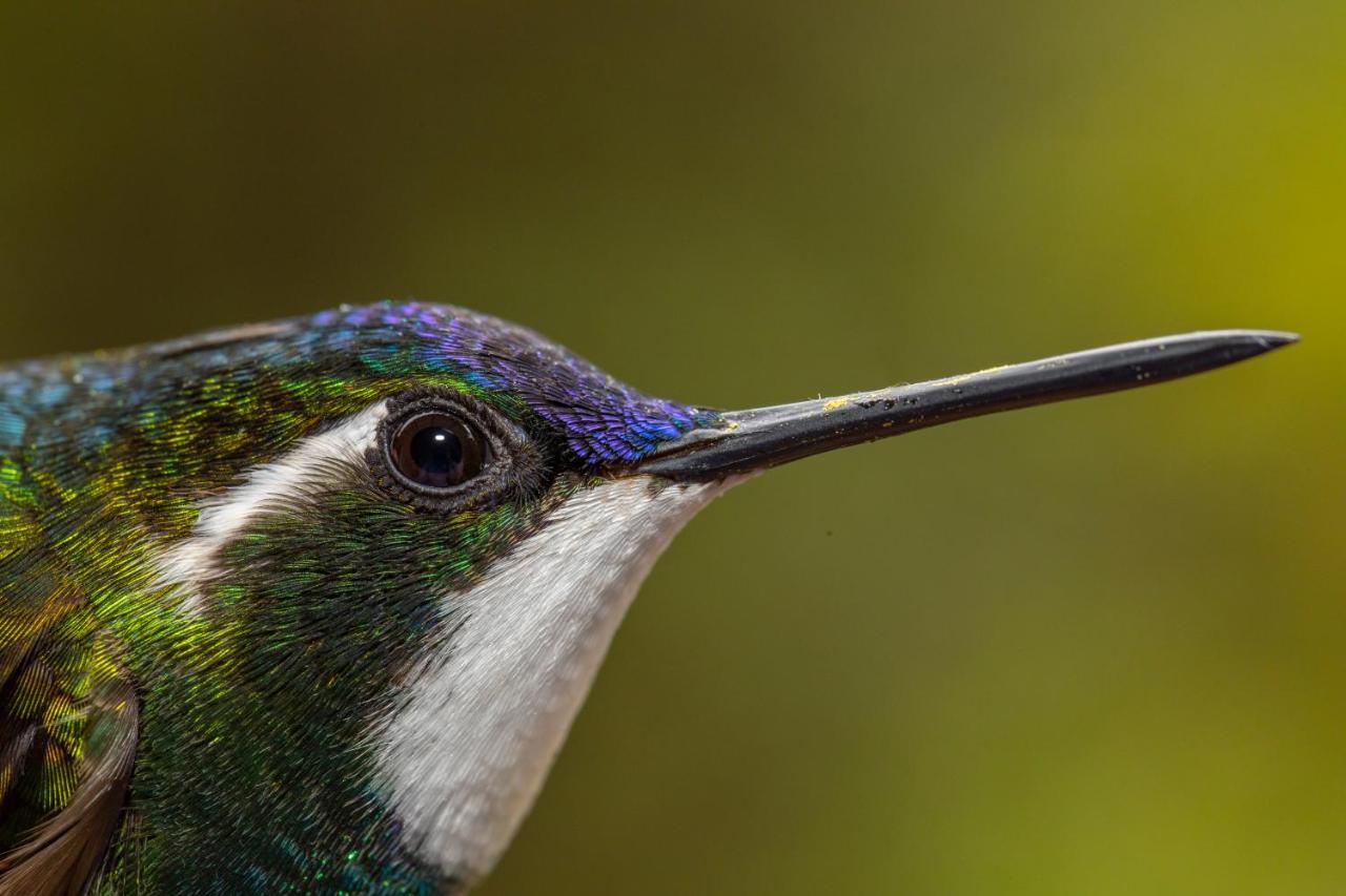 Dantica Cloud Forest Lodge サン・ヘラルド・デ・ドタ エクステリア 写真