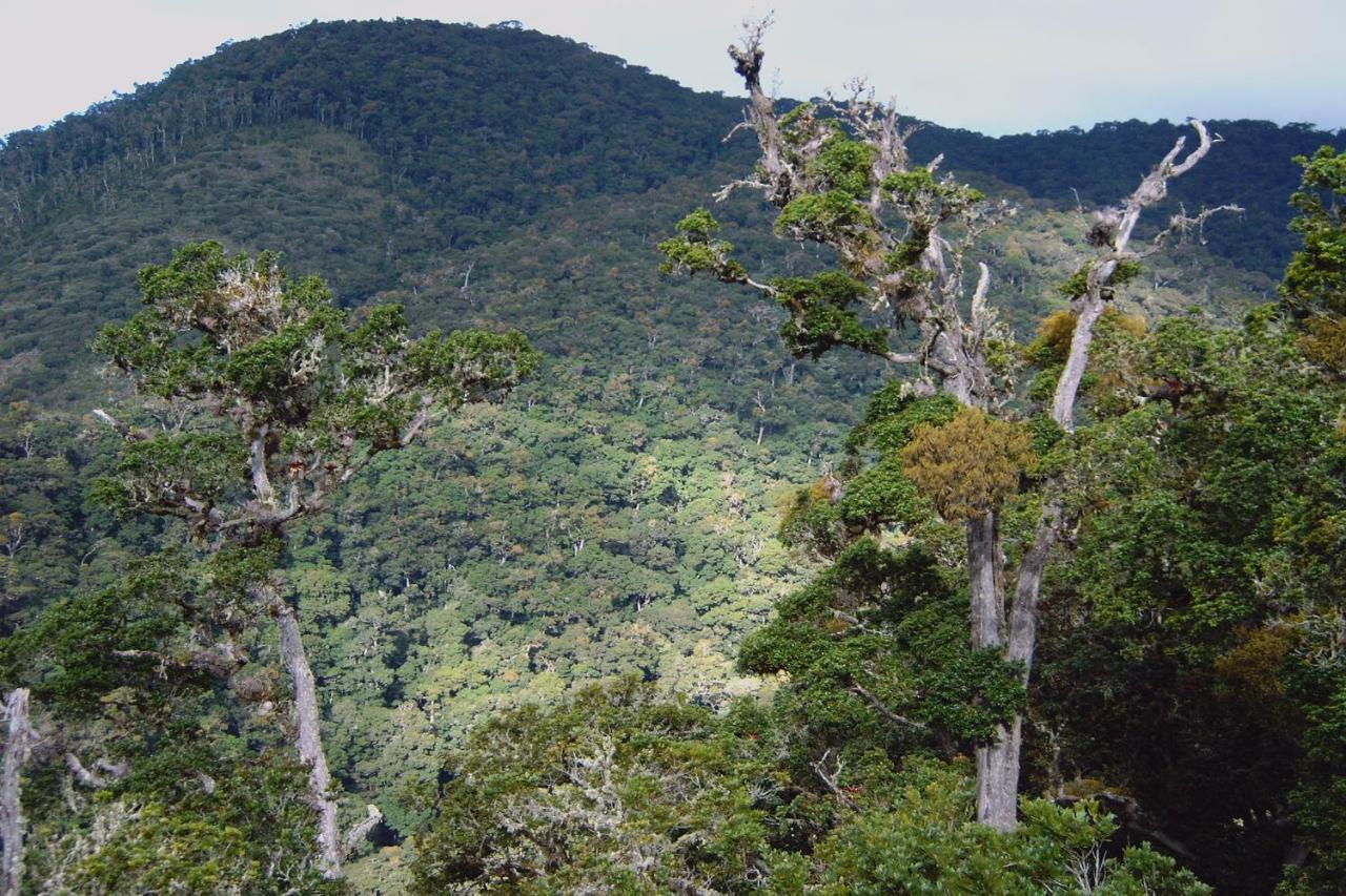 Dantica Cloud Forest Lodge サン・ヘラルド・デ・ドタ エクステリア 写真