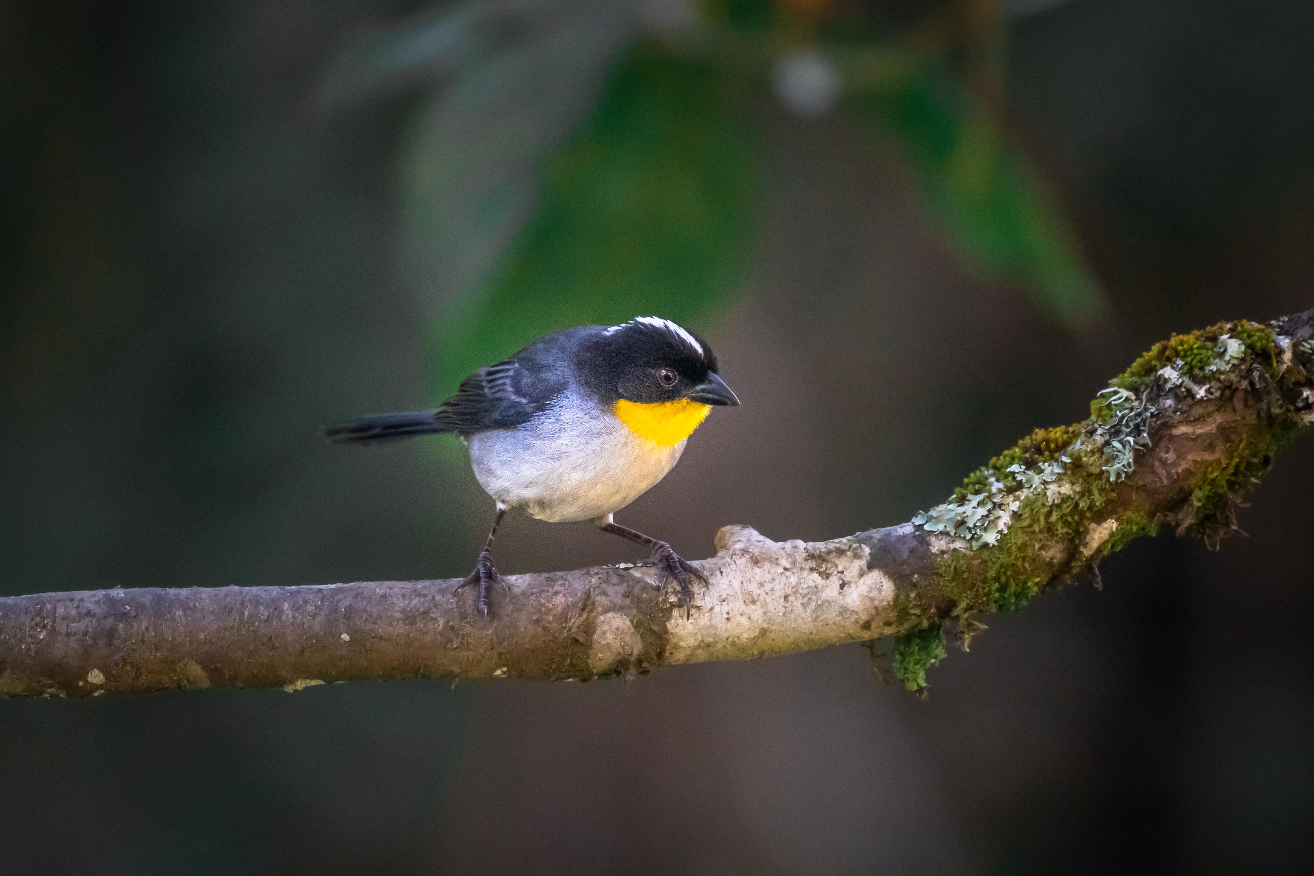 Dantica Cloud Forest Lodge サン・ヘラルド・デ・ドタ エクステリア 写真